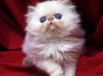 Flame Point by Flamicee x Holy Grail - Himalayan Cat For Sale - Cedar Rapids, IA, US