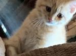 orange - Scottish Straight Cat For Sale - Philadelphia, PA, US