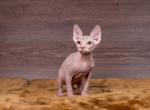 Helga - Sphynx Cat For Sale - Norwalk, CT, US