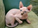 Bambey - Sphynx Cat For Sale - Norwalk, CT, US