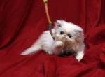 Big white II by Flueffay x The Holy Grail - Persian Cat For Sale - Cedar Rapids, IA, US