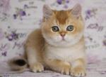 Afleck - British Shorthair Cat For Sale - Miami, FL, US