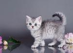 Chelentano - British Shorthair Cat For Sale - Hollywood, FL, US