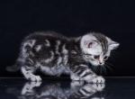 Demi - British Shorthair Cat For Sale - Hollywood, FL, US