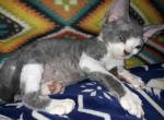 Lover Boy - Devon Rex Cat For Sale - Stanford, MT, US