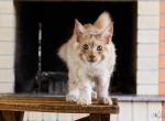 UA Mazurka Mango silver coat - Maine Coon Cat For Sale - Brooklyn, NY, US