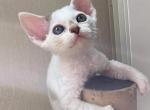 Ronaldo - Devon Rex Cat For Sale - Miami, FL, US