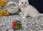 Rapunzel Alphastar - Scottish Fold Cat For Sale - Levittown, PA, US