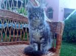 Verona - Maine Coon Cat For Sale - New York, NY, US