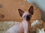 Antonio - Sphynx Cat For Sale - Norwalk, CT, US