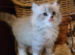 Cerise's Regions of France Litter - Ragamuffin Cat For Sale - Gilbert, AZ, US