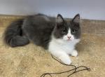 LITTLE CAESAR - Munchkin Cat For Sale - Brookings, OR, US