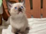 Simon - Siamese Cat For Adoption - Scottsdale, AZ, US