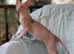 Oscar  RARE Calico Male - Sphynx Cat For Sale - Scottsdale, AZ, US