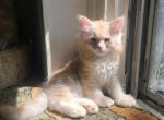 Siberian female Red Silver - Siberian Cat For Sale - New York, NY, US