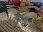 Snowshoe Siamese kittens - Siamese Cat For Sale - Silver Lake, IN, US