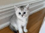 Max - Scottish Straight Cat For Sale - Brooklyn, NY, US