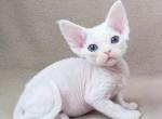 Glasha - Devon Rex Cat For Sale - Miami, FL, US