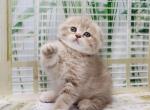 Gabby - Scottish Fold Cat For Sale - Hollywood, FL, US