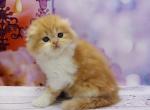 Hercules Scottish fold - Scottish Straight Cat For Sale - Norwalk, CT, US