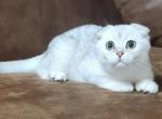 Amy - Scottish Fold Cat For Sale - New York, NY, US