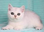 Marlo BRI - British Shorthair Cat For Sale - New York, NY, US