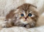 Scottish Fold male - Scottish Fold Cat For Sale - Orlando, FL, US