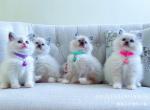 Precious Ragdoll kittens - Ragdoll Cat For Sale - New York, NY, US