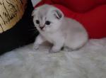 Simba Alphastar - Scottish Fold Cat For Sale - Levittown, PA, US