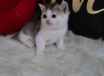 Sonny Alphastar - Scottish Fold Cat For Sale - Levittown, PA, US