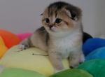 Sunshine Alphastar - Scottish Fold Cat For Sale - Levittown, PA, US