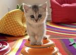 Silver kittens - Scottish Fold Cat For Sale - Brooklyn, NY, US