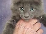 C LITTER Sparrow x Gracie - Maine Coon Cat For Sale - Las Vegas, NV, US