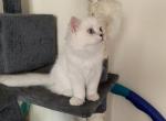 Mika - Scottish Fold Cat For Sale - Philadelphia, PA, US