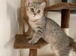 Sim Silver Chinchilla - Scottish Fold Cat For Sale - Philadelphia, PA, US