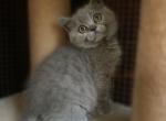 Antonio - British Shorthair Cat For Sale - Huntington, NY, US