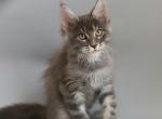 Oliver - Maine Coon Cat For Sale - NY, US