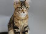 Bonya Reserved - Maine Coon Cat For Sale - NY, US