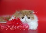 Chase - Persian Cat For Sale - Yucca Valley, CA, US