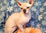 Sergio - Sphynx Cat For Sale - Mundelein, IL, US