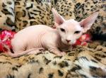 Tiffany - Bambino Cat For Sale - Mundelein, IL, US