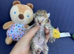 Newborns f5 SBT - Savannah Cat For Sale - Los Angeles, CA, US