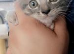 No Longer Available - Domestic Cat For Sale - Azusa, CA, US