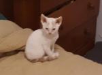 Jack the Lad - Devon Rex Cat For Sale - Stanford, MT, US