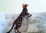 Bengal - Bengal Cat For Sale - New York, NY, US