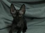 Adam - Devon Rex Cat For Sale - Miami, FL, US