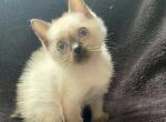 Kazak from Don - Siamese Cat For Sale - ID, US