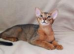 Elliot Abyssinian - Abyssinian Cat For Sale - Norwalk, CT, US