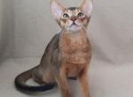 Endorphin - Abyssinian Cat For Sale - Norwalk, CT, US