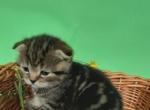 Amber - Scottish Fold Cat For Sale - North Richland Hills, TX, US